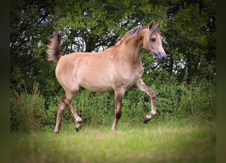 Arabian horses, Mare, 1 year, Grey