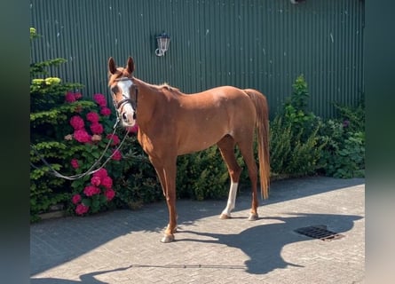 Arabian horses, Mare, 21 years, 14.2 hh, Chestnut-Red