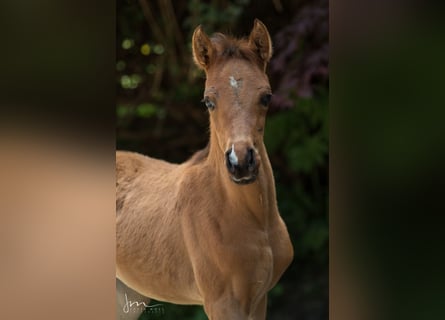 Arabian horses, Mare, 2 years, 12,3 hh, Brown