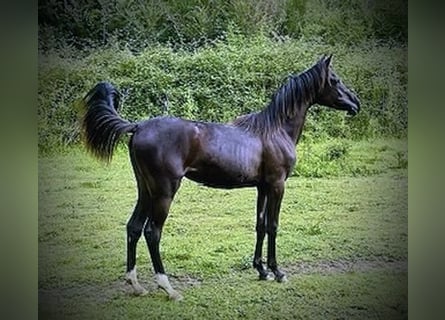 Arabian horses, Mare, 2 years, 14,1 hh, Black