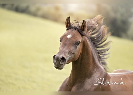 Arabian horses, Mare, 2 years, 14,2 hh, Brown