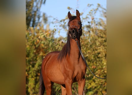 Arabian horses, Mare, 2 years, 14,2 hh, Brown