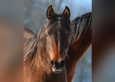 Arabian horses, Mare, 2 years, 14,2 hh, Brown