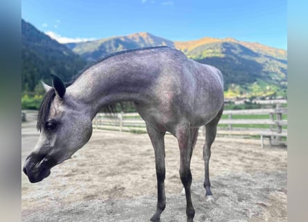 Arabian horses, Mare, 2 years, 14,2 hh, Gray