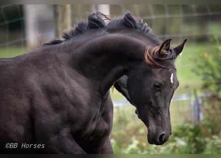 Arabian horses, Mare, 2 years, 14.3 hh, Black