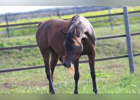 Arabian horses, Mare, 2 years, 15,1 hh, Brown