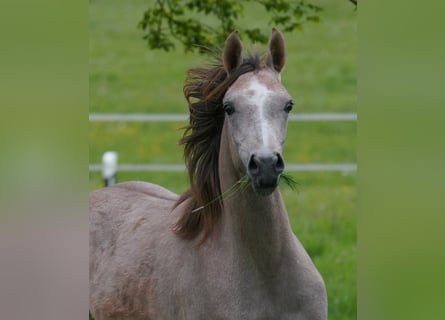 Arabian horses, Mare, 2 years, 15,1 hh, Gray