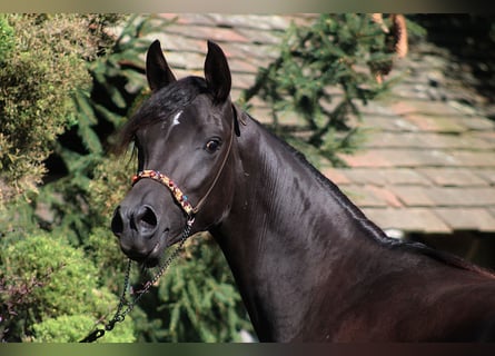 Arabian horses, Mare, 2 years, 15.2 hh, Black