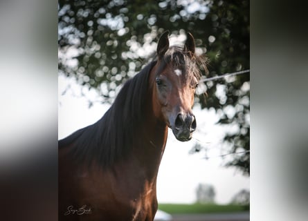 Arabian horses, Mare, 2 years, 15 hh, Brown