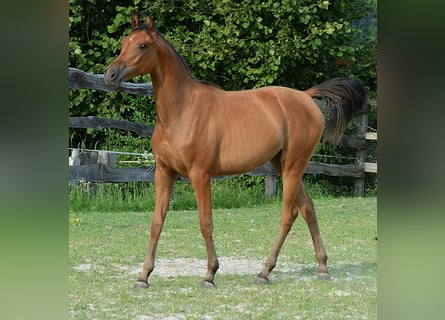 Arabian horses, Mare, 2 years, 15 hh, Brown