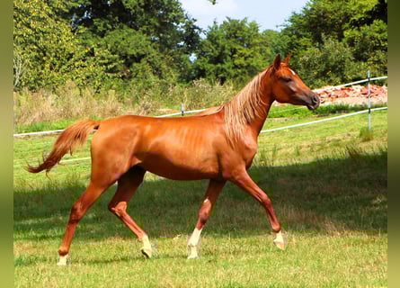 Arabian horses, Mare, 2 years, 15 hh, Chestnut-Red