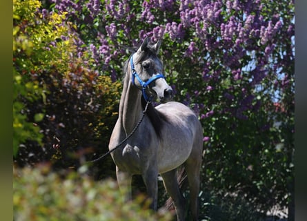 Vollblutaraber, Stute, 2 Jahre, 15 hh, Schimmel