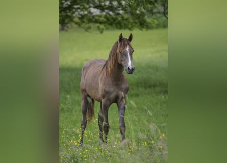 Arabian horses, Mare, 2 years, 15 hh, Gray