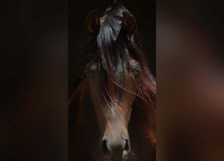 Arabian horses, Mare, 2 years, 15,2 hh, Bay-Dark