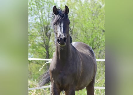 Arabian horses, Mare, 2 years, Black