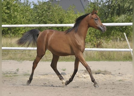 Arabian horses, Mare, 2 years, Brown