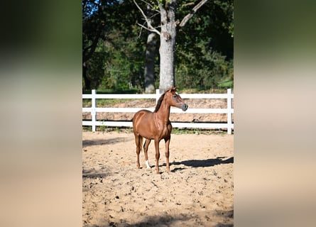 Arabian horses, Mare, 2 years, Chestnut