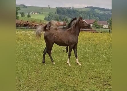 Arabian horses, Mare, 2 years, Gray