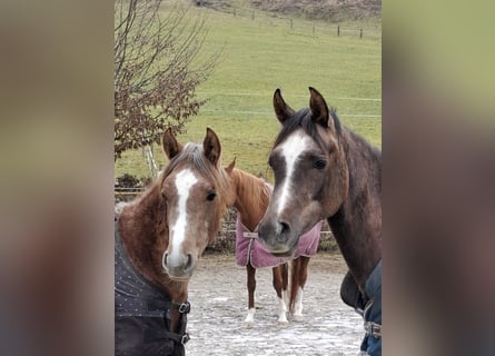 Arabian horses, Mare, 2 years, Grey