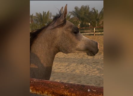 Arabian horses, Mare, 2 years