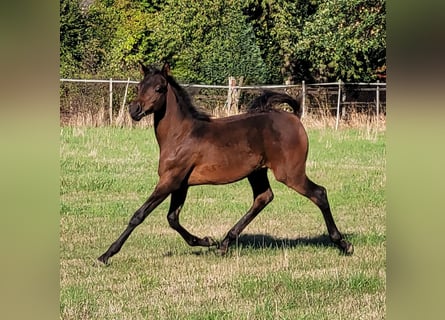 Arabian horses, Mare, 3 years, 14,2 hh, Bay-Dark