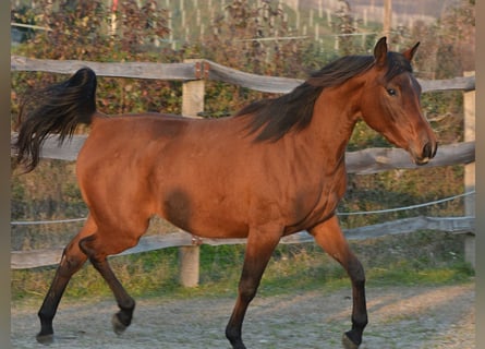 Arabian horses, Mare, 3 years, 14,2 hh, Brown