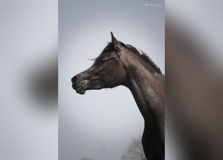 Arabian horses, Mare, 3 years, 14.3 hh, Black