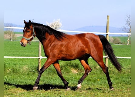 Arabian horses, Mare, 3 years, 14.3 hh, Brown