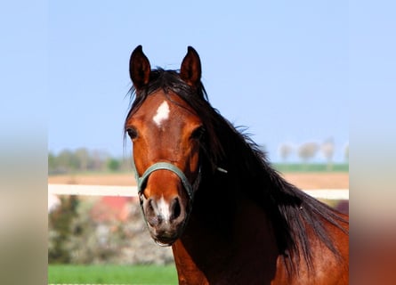 Arabian horses, Mare, 3 years, 14.3 hh, Brown