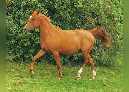 Arabian horses, Mare, 3 years, 14,3 hh, Chestnut-Red