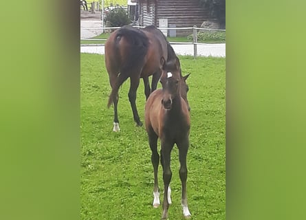 Arabian horses, Mare, 3 years, 14,3 hh, Gray