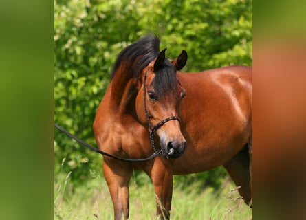 Arabian horses, Mare, 3 years, 14,3 hh, Brown