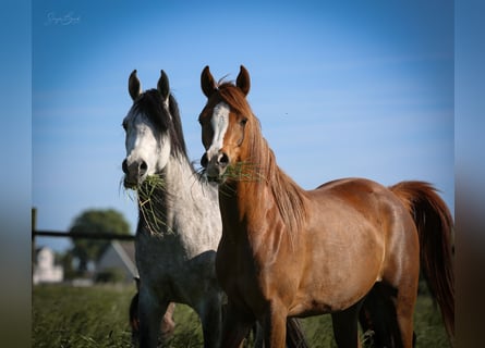 Arabian horses, Mare, 3 years, 14,3 hh, Chestnut-Red