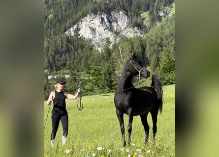 Arabian horses, Mare, 3 years, 15.1 hh, Black