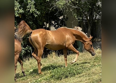 Arabian horses, Mare, 3 years, 15,1 hh, Chestnut-Red