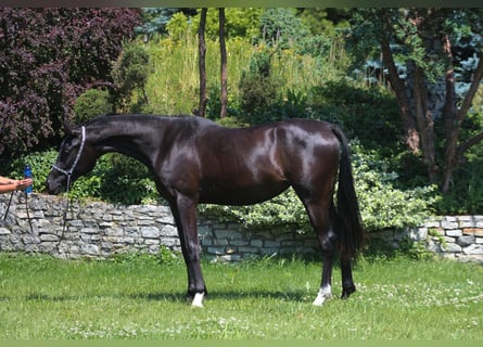 Arabian horses, Mare, 3 years, 15,2 hh, Black