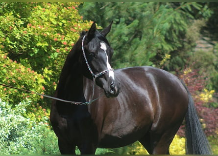 Arabian horses, Mare, 3 years, 15,2 hh, Black