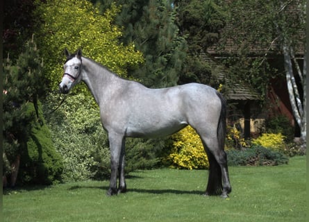 Arabian horses, Mare, 3 years, 15.2 hh, Gray