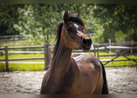 Arabian horses, Mare, 3 years, 15 hh, Bay-Dark
