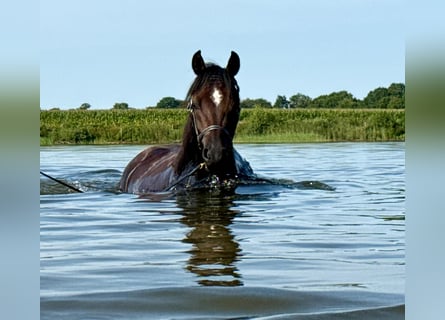 Arabian horses, Mare, 3 years, 15 hh, Bay-Dark