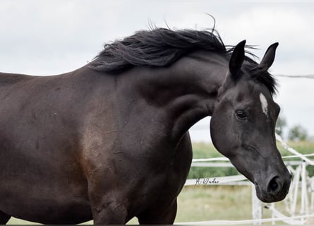 Arabian horses, Mare, 3 years, 15 hh, Black