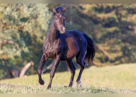 Arabian horses, Mare, 3 years, 15,1 hh, Black