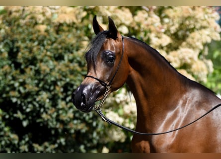 Arabian horses, Mare, 3 years, Brown