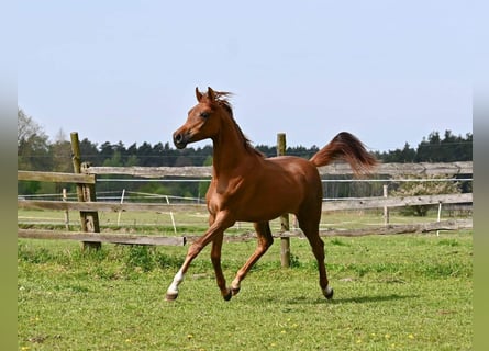 Arabian horses, Mare, 3 years, Chestnut-Red