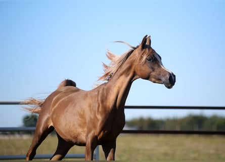 Arabian horses, Mare, 3 years, Chestnut-Red