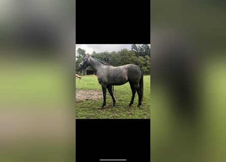 Arabian horses, Mare, 3 years, Gray
