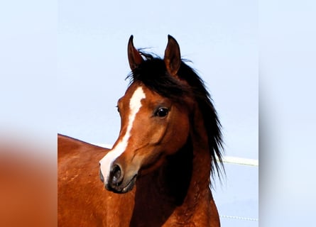 Arabian horses, Mare, 4 years, 14,2 hh, Brown