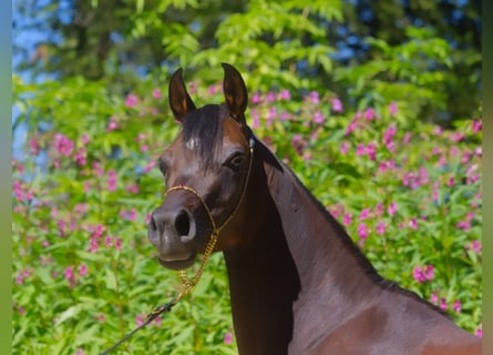 Arabian horses, Mare, 4 years, 14,2 hh, Brown
