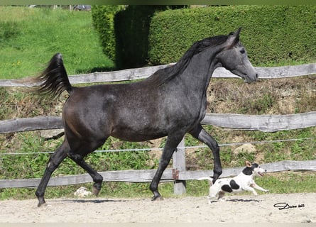 Arabian horses, Mare, 4 years, 14,2 hh, Grey