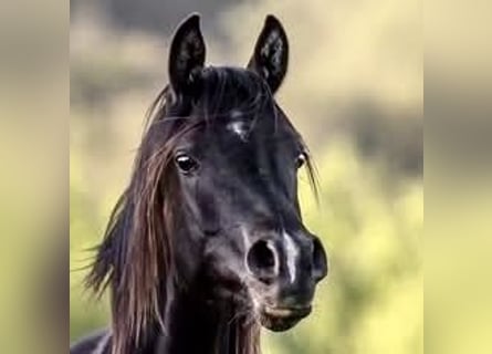 Arabian horses, Mare, 4 years, 15.1 hh, Black